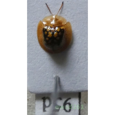 Cassidae sp. Philippines95d